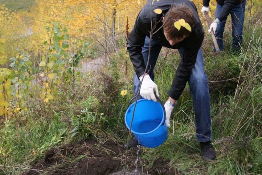 Полив саджанців яблуні