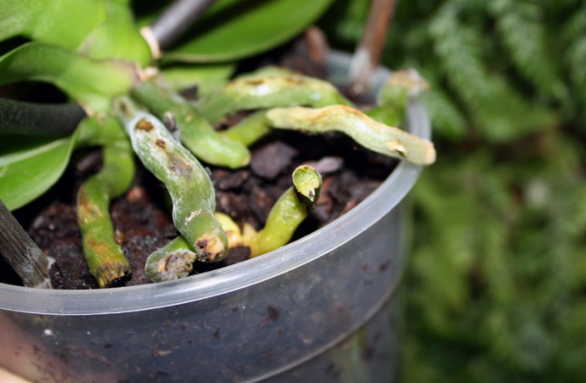 Коріння орхідеї