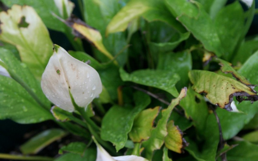 Хворий Спатіфіллум