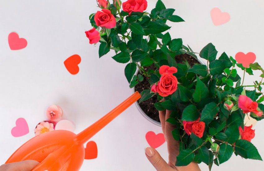 Полив троянди