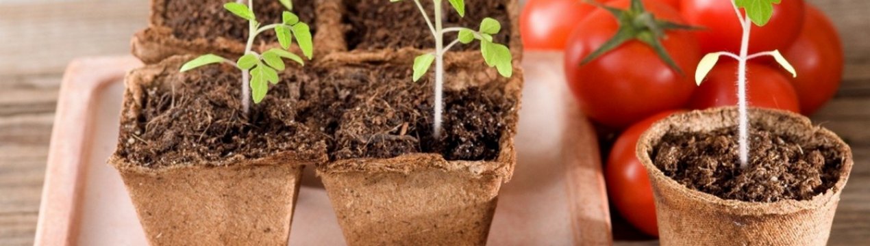 Коли сіяти томати на розсаду в 2019 році за місячним календарем?