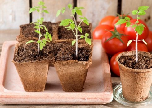 Когда сеять томаты на рассаду в 2019 году по лунному календарю?