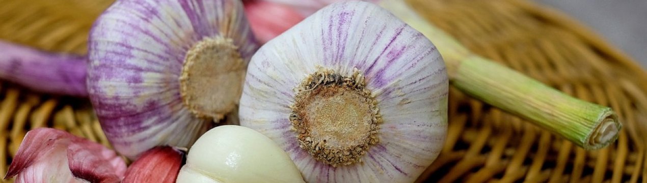 Українські селекціонери готуються зареєструвати новий сорт часнику