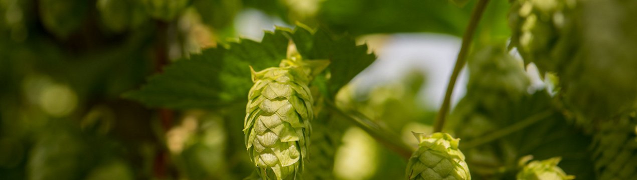 В Україні зацікавилися вирощуванням органічної хмелю