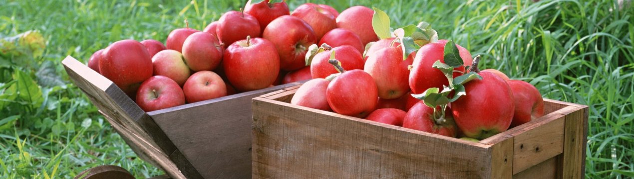 Как долго сохранить яблоки на зиму свежими в домашних условиях?