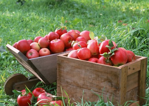 Як довго зберегти яблука на зиму свіжими в домашніх умовах?