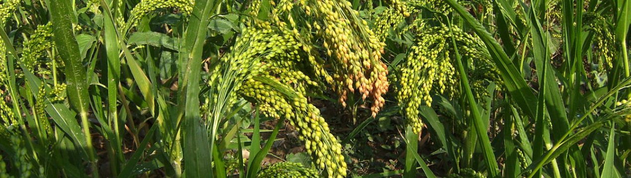 Китай закупив у США найбільшу з початку торгової війни партію сорго