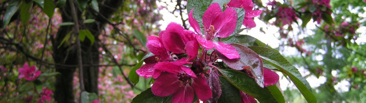 Сорт яблук Недзвецького: ботанічний опис і агротехніка вирощування дерева на ділянці