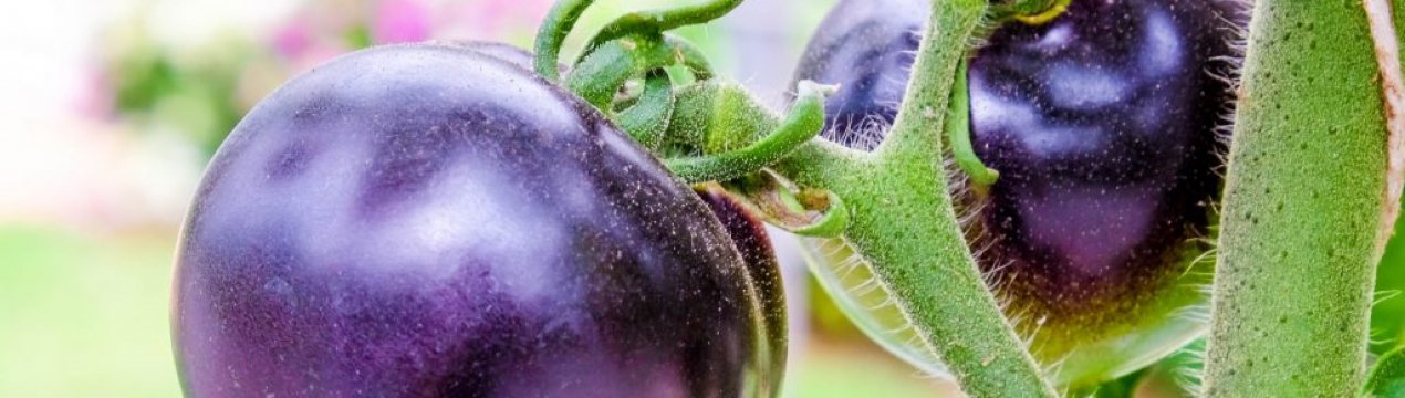 У США вивели фіолетові томати