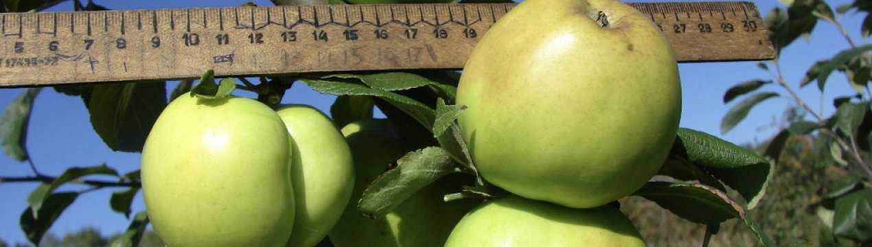 Особливості посадки і догляду за яблунею «Чудное»