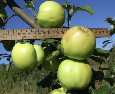 Особливості посадки і догляду за яблунею «Чудное»