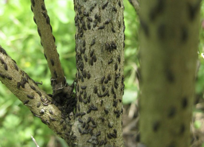 Щитівка на яблуні Щитівка на яблуні