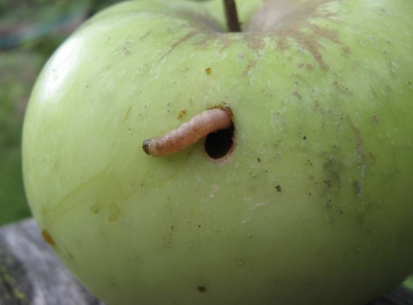 Плодожерка в яблуко Плодожерка в яблуко