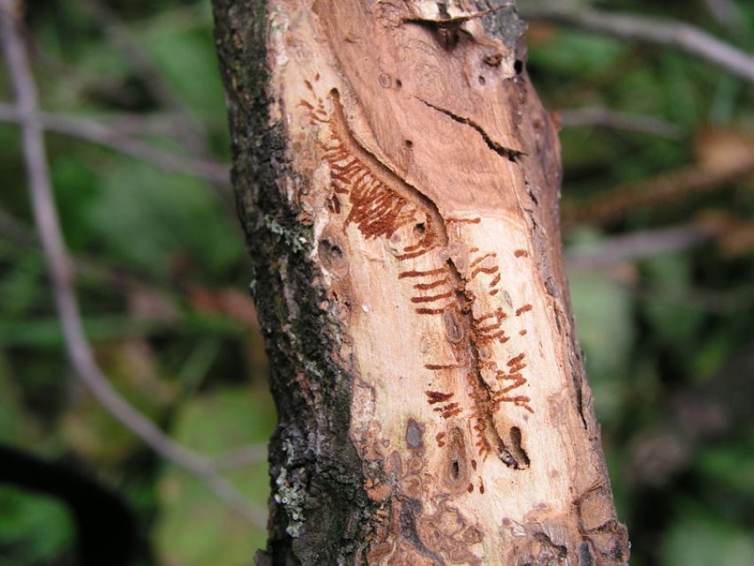 Наявність короїда Наявність короїда