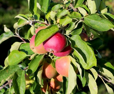 Особливості вирощування та догляду за яблунею сорти Женева
