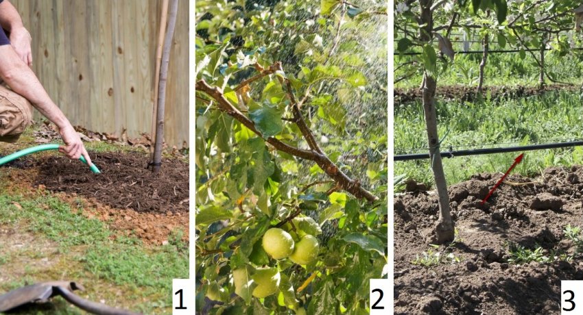 Способи поливу яблуні