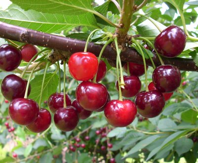 Особливості посадки вишні Маяк і догляду за нею