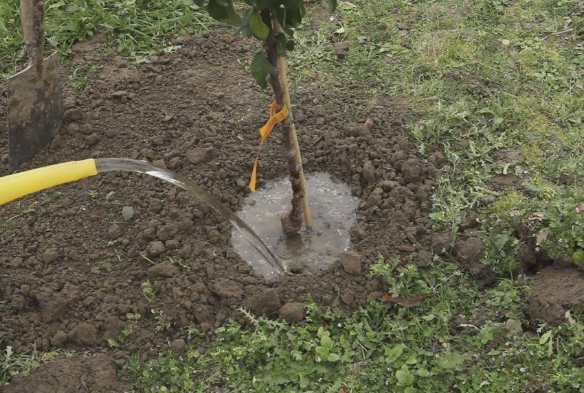 Полив вишні