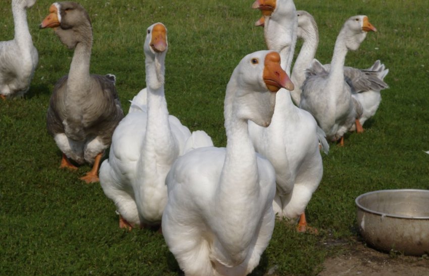 Холмогорская