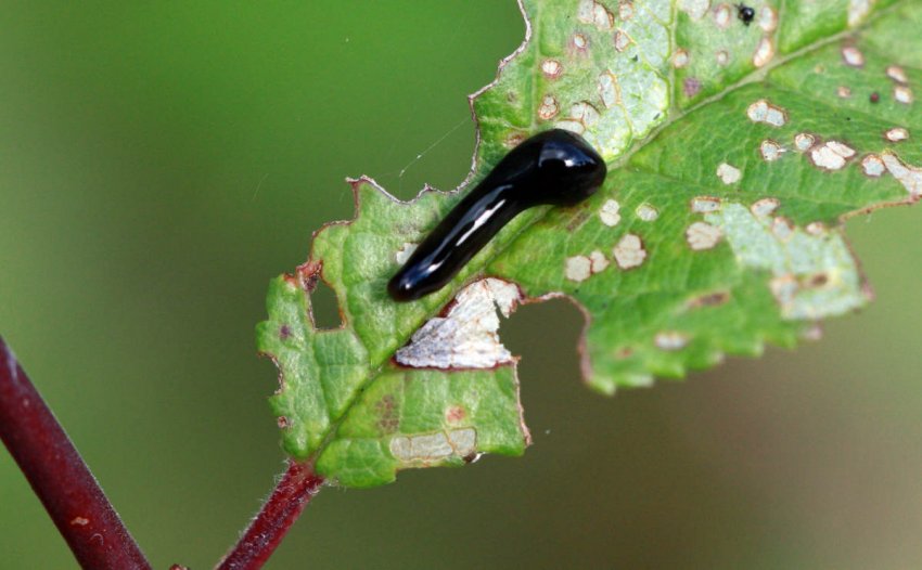 Вишневий пильщик на листтке