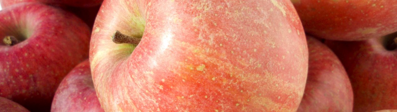 Особливості посадки і догляду за яблунею сорту Фуджі