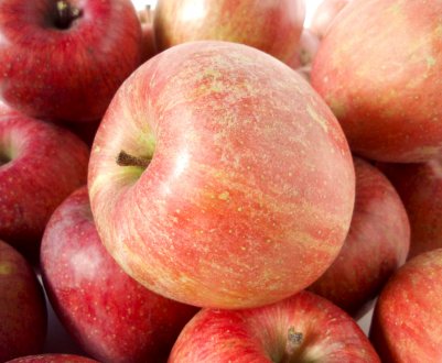 Особливості посадки і догляду за яблунею сорту Фуджі