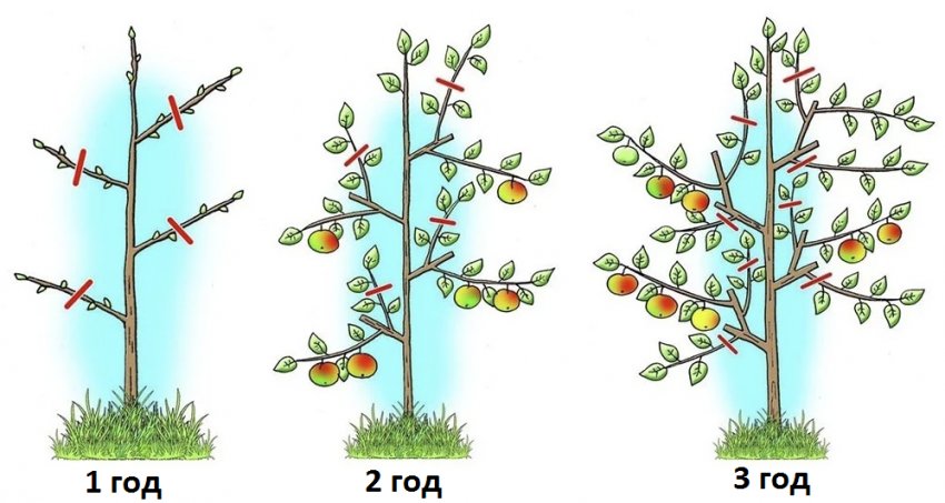 Обрізка яблуні Обрізка яблуні