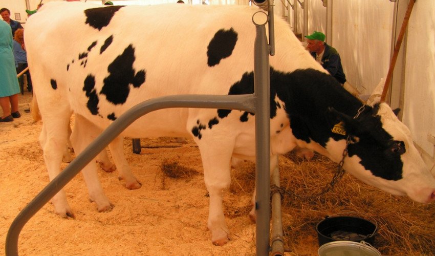 Чорно-ряба порода корів Чорно-ряба порода корів