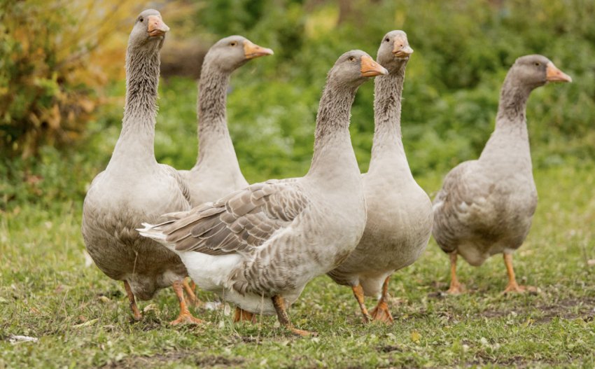 Володимирська порода