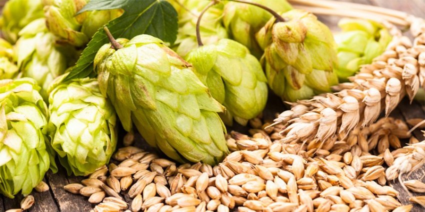 В Україні зацікавилися вирощуванням органічної хмелю В Україні зацікавилися вирощуванням органічної хмелю