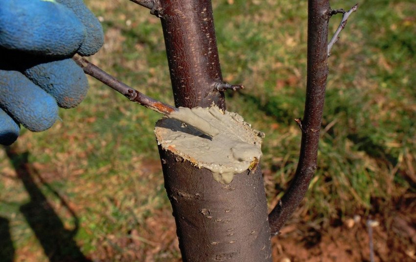 Обробка вишні садовим варом Обробка вишні садовим варом