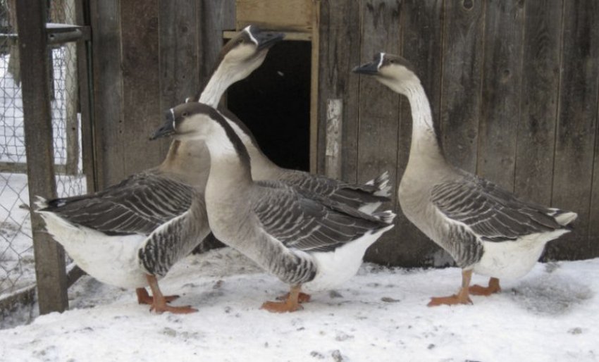 Переясловська порода