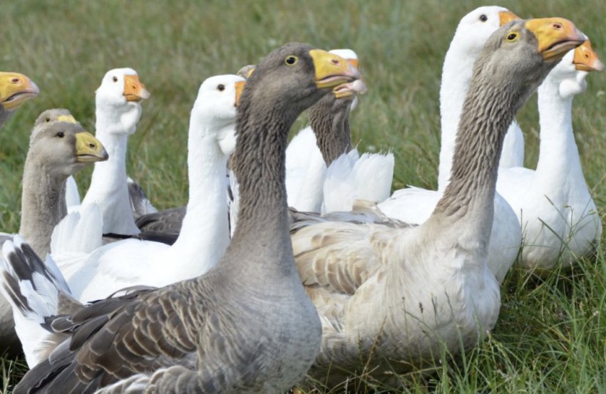 Тульська порода