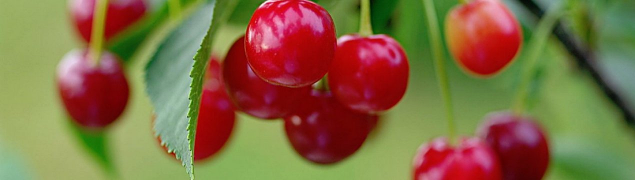 Особливості посадки і догляду за вишнею сорти Волочаєвкою