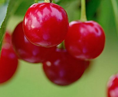 Особливості посадки і догляду за вишнею сорти Волочаєвкою