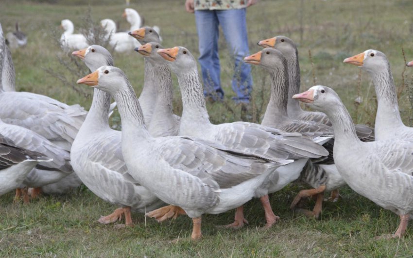 Псковська порода