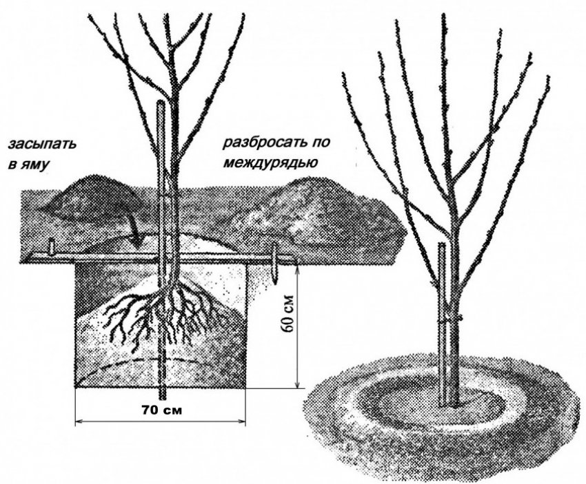 Схема посадки саджанця вишні Схема посадки саджанця вишні