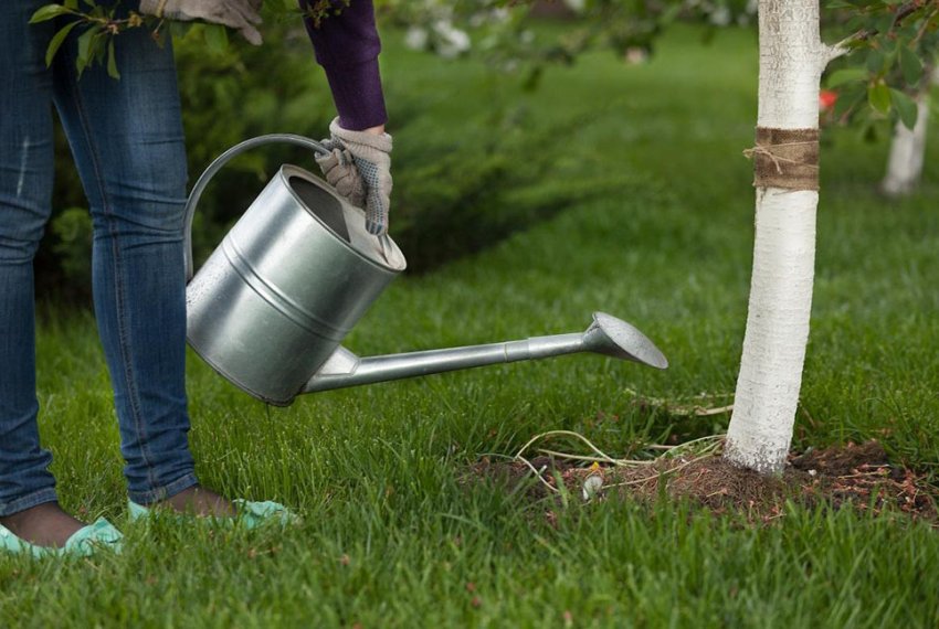 Полив вишні Полив вишні