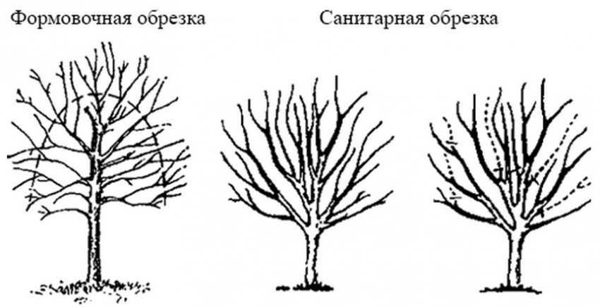 Формуюча та санітарна обрізка Формуюча та санітарна обрізка