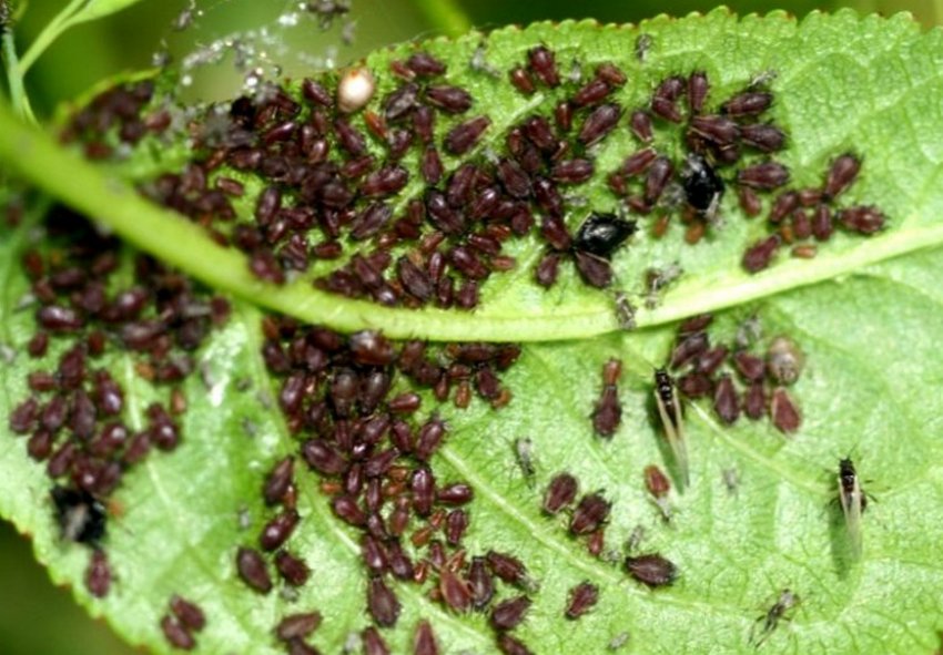 Попелиця на вишні Попелиця на вишні