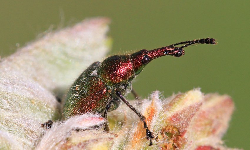 Вишневий довгоносик Вишневий довгоносик