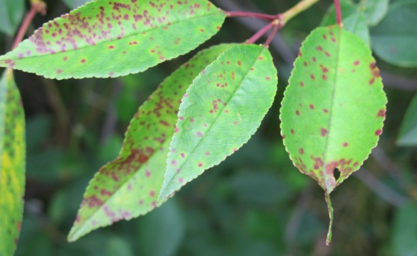 Кокомікоз на листі вишні Кокомікоз на листі вишні