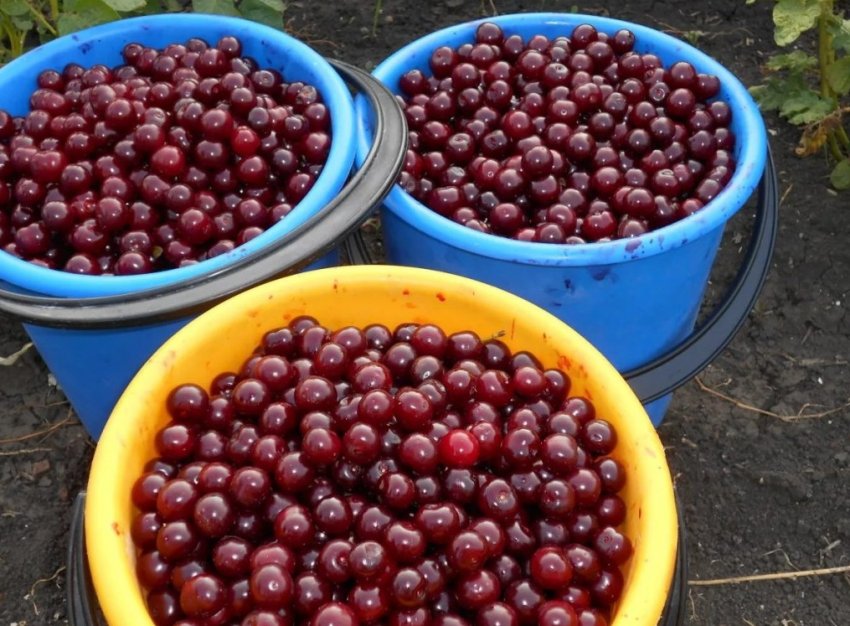 Вишня Щедра Вишня Щедра