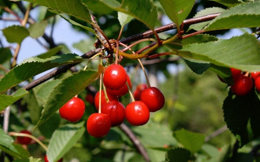 Вишня Волочаєвкою