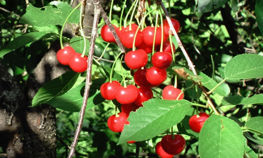 Вишня Волочаєвкою