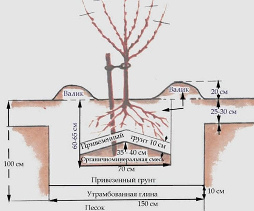 Схема посадки вишні