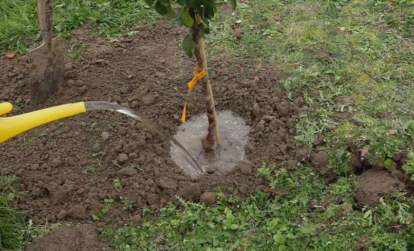 Полив вишні