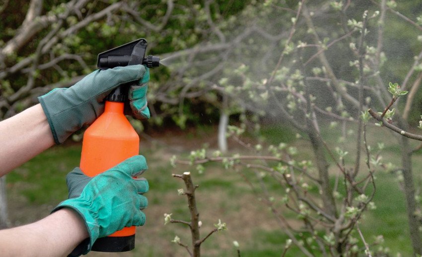 Обробка вишні