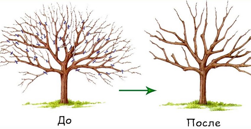 Схема обрізки вишні