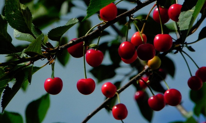 Вишня Волочаєвкою